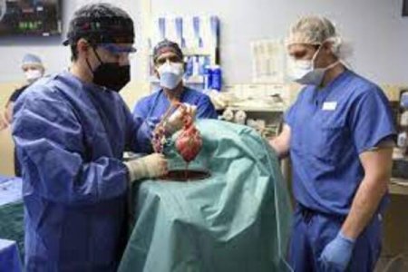 Medical Marvel: Massachusetts Hospital Leads First-Ever Pig-to-Human Kidney Transplant