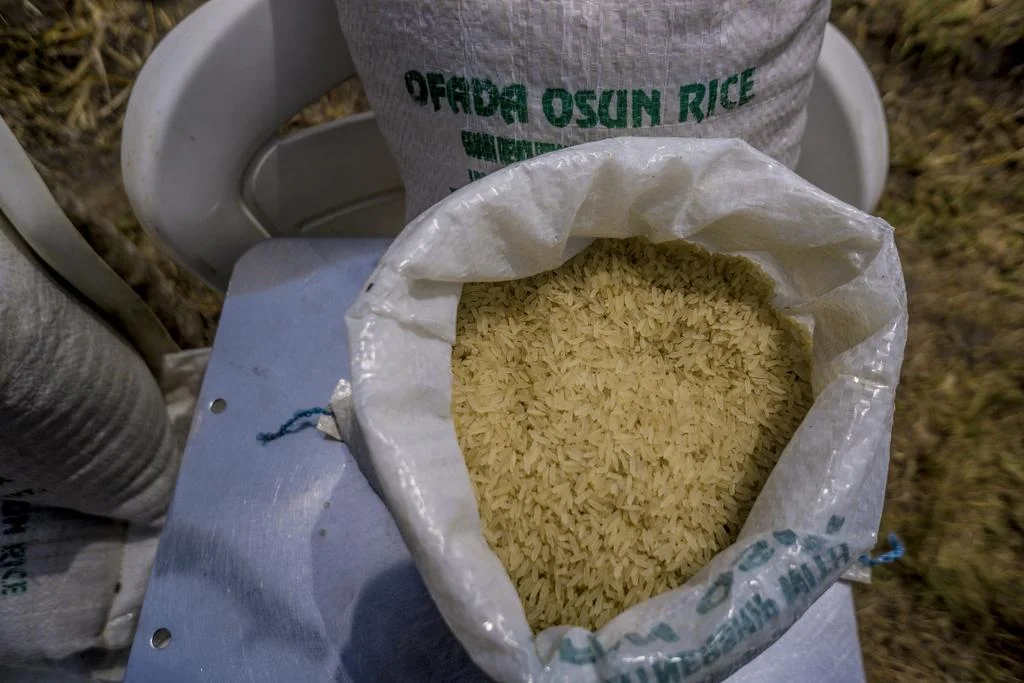 aregbesola rice 2.jpg