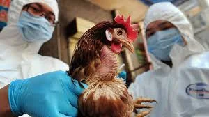 flu.webp