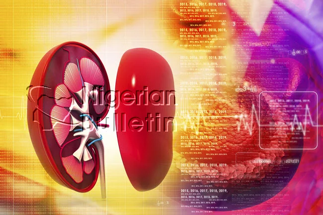 kidney1.webp
