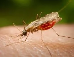 malaria.webp