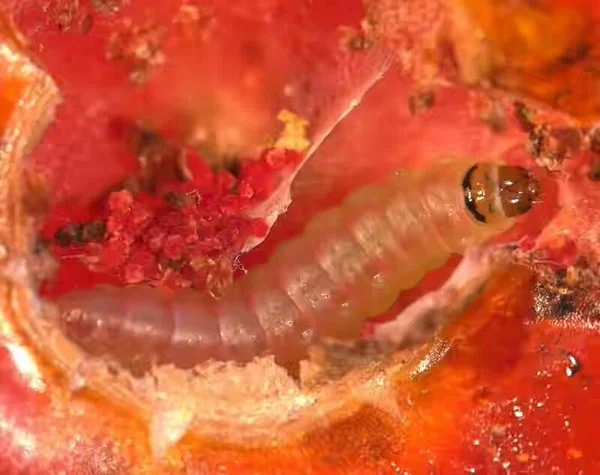 tomatoEbola.webp