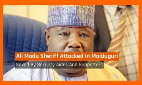 ali modu.webp