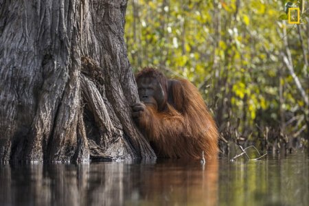 face-to-face-in-a-river-in-borneo-640x427-c.jpg