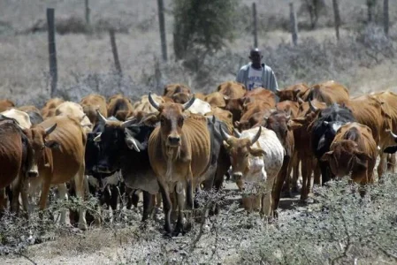 cattle-herdsman.webp