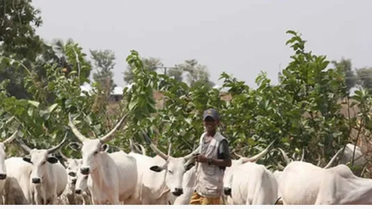 cattle colony.webp