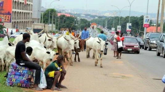 cattle-take-over-Abuja.webp