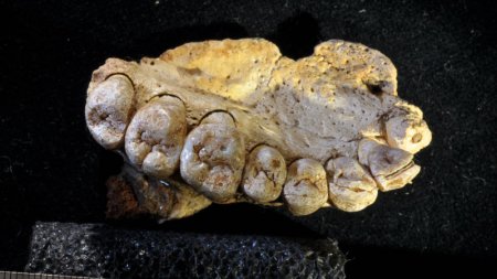 man-jaw-fossil.jpg