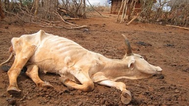 dead cattle.jpg