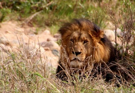 Kruger National Park Lion.jpg