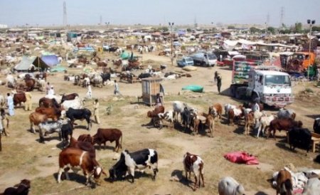 cattle-colony-fulani-herdsmen-nigeria.jpg