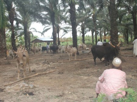 Herdsmen-and-their-cattle.jpg