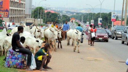 cattle-take-over-Abuja.jpg