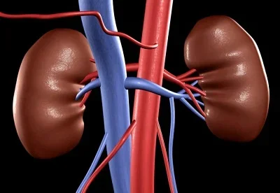 kidney.webp