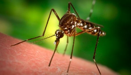 Mosquito - malaria - premuim times.jpg