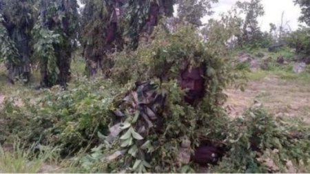 samabisa forest - nigeria army - pmnews - nigeria political news.jpg