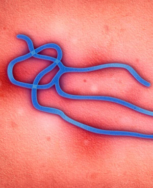 ebola virus.jpg