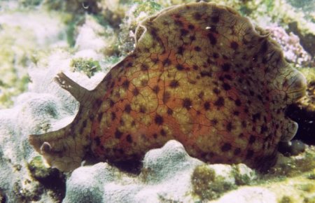 california_sea_hare_aplysia_californica.jpg