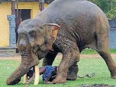 Elephant-tramples-man-in-Nepal.jpg