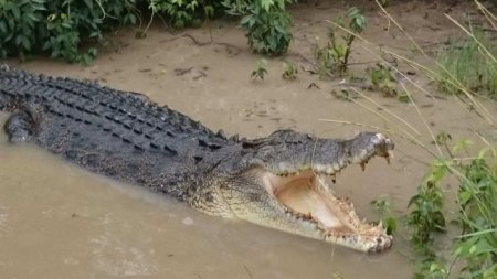 crocodile.jpg