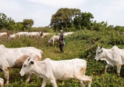 Herdsmen 5.webp Herdsmen 5.webp
