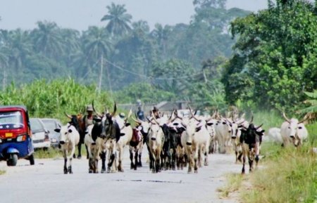 PIC.7.-HERDSMEN-AND-CATTLE-OBSTRUCT-TRAFFIC-IN-YENAGOA.jpeg