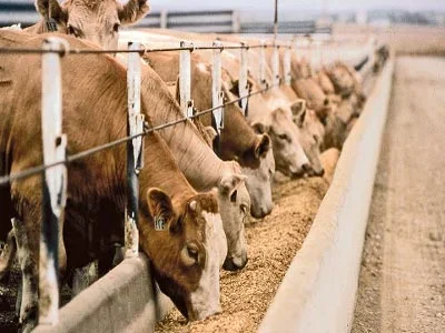 PM News Nigeria-livestock.webp