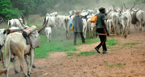 On-the-move-Herdsmen-and-their-cattle-300x159.png