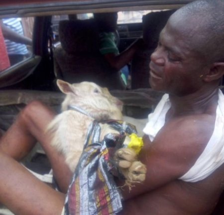 Naijaloaded-news-sexual intercourse with a goat.jpg