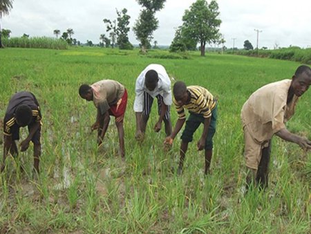 Rice-Farmers.jpg