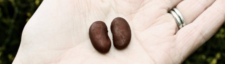 Futurity-News-kidney-beans-in-palm.jpg