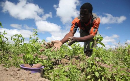 Farming-in-Northern-Nigeria.jpg