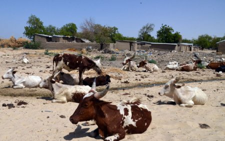 herders-cattle.jpg