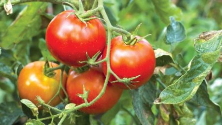 Tomatoes-640x361.jpg