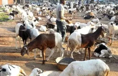 sallah.webp