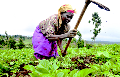 Vanguard Newspaper-Agriculture.png