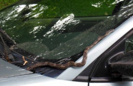 snakes in a car.JPG