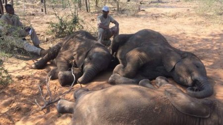 BBC News-Baby elephants.jpg