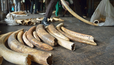 daily Nation-stockpile of illegal elephant.gif