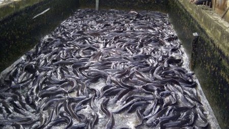 Fish-farming.jpg