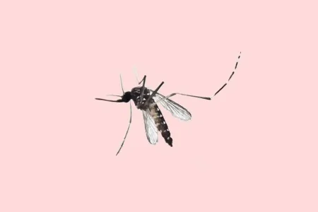Wired News- Mosquitoe.webp