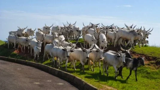 HERDSMEN.webp