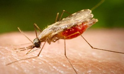 malaria-mosquito.jpg