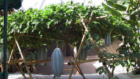 The Guardian Newspaper-Pumpkin garden with pods.jpg