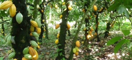 Cocoa-plantation.jpg