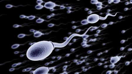 sperm cells.jpg