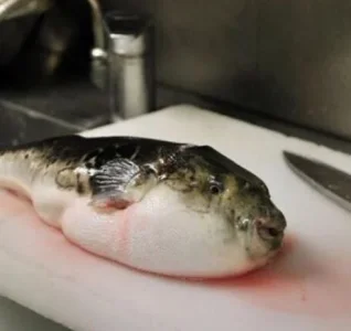 puffer.webp