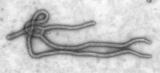 ebola.webp