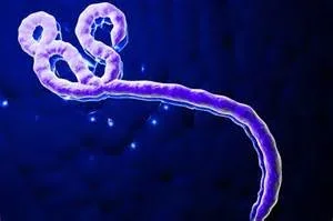 ebola.webp