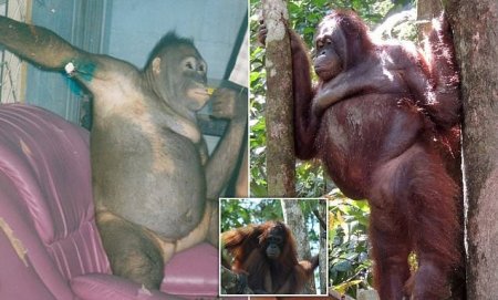 An orangutan.jpg